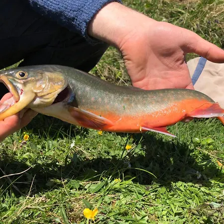 Отель Edelweiss